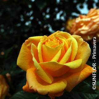 ©SUNFLOR - Primavera